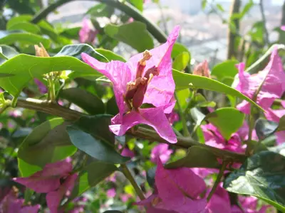 Nice photo 76