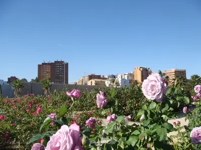 Valencia photo 7