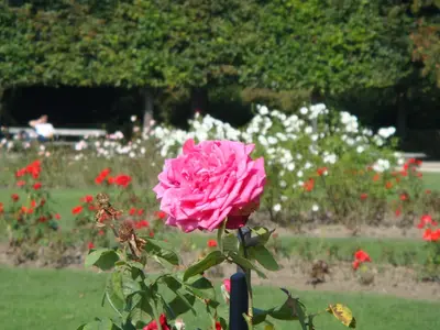 Vienna photo 28