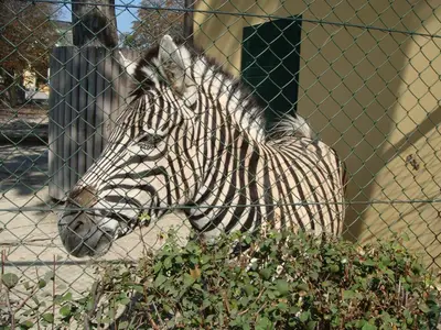 Vienna photo 46